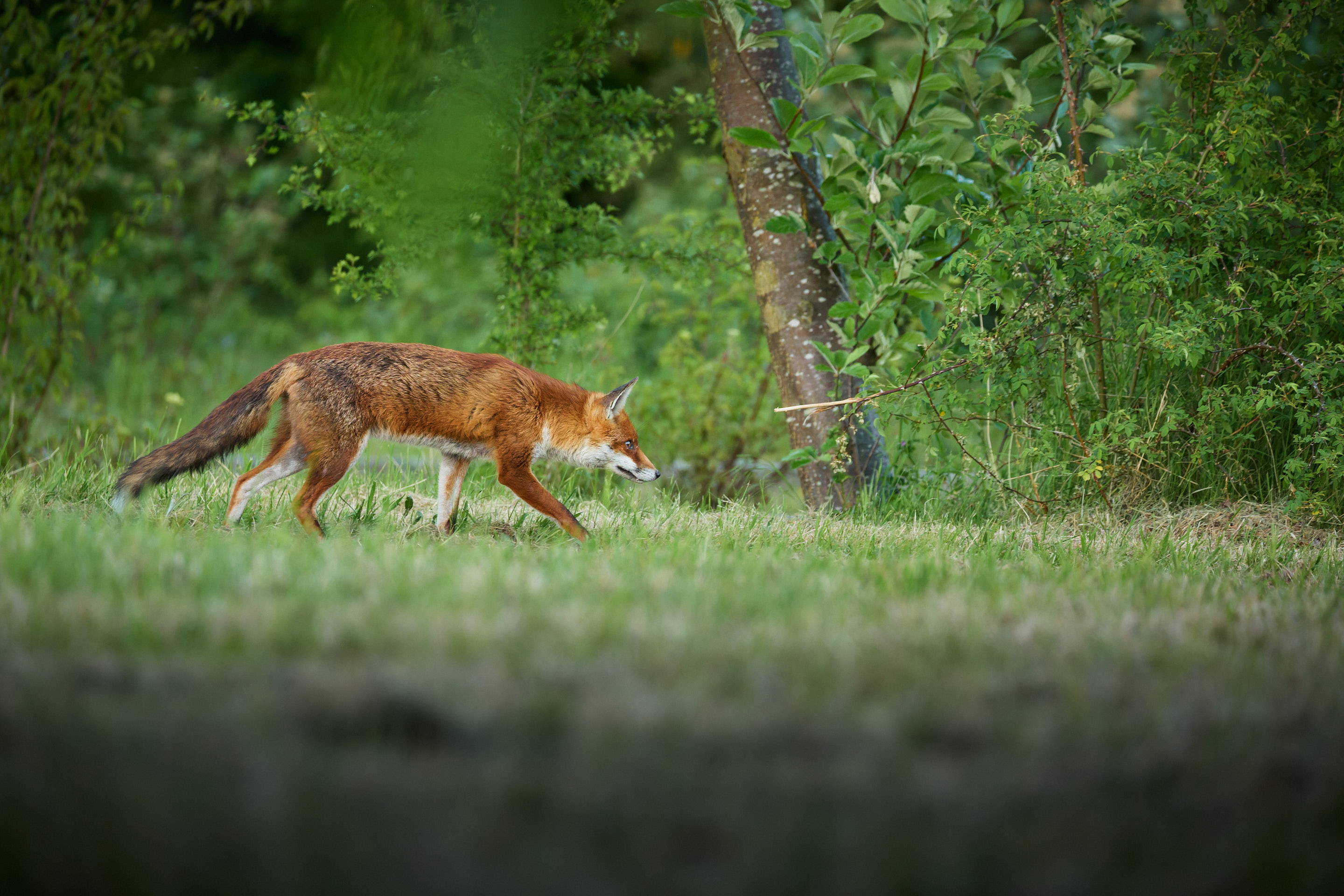 sneaky mr fox